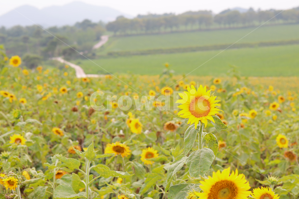 해바라기,꽃,여름,감성,색감,계절,추억,sun,flower,plant,color