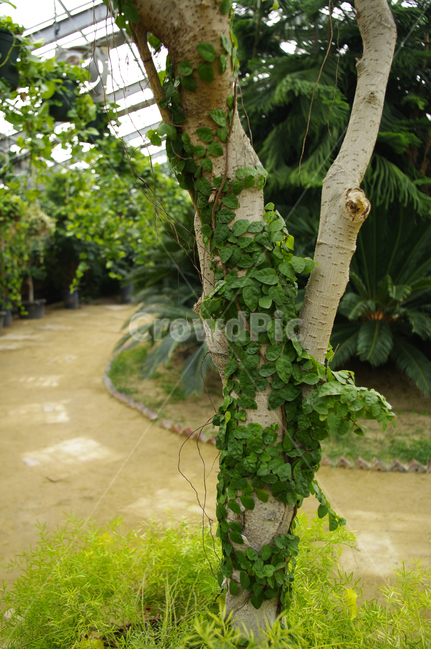식물,나무,plant,잎,tree,식물,자연,plants,nature,나무,trees,wood