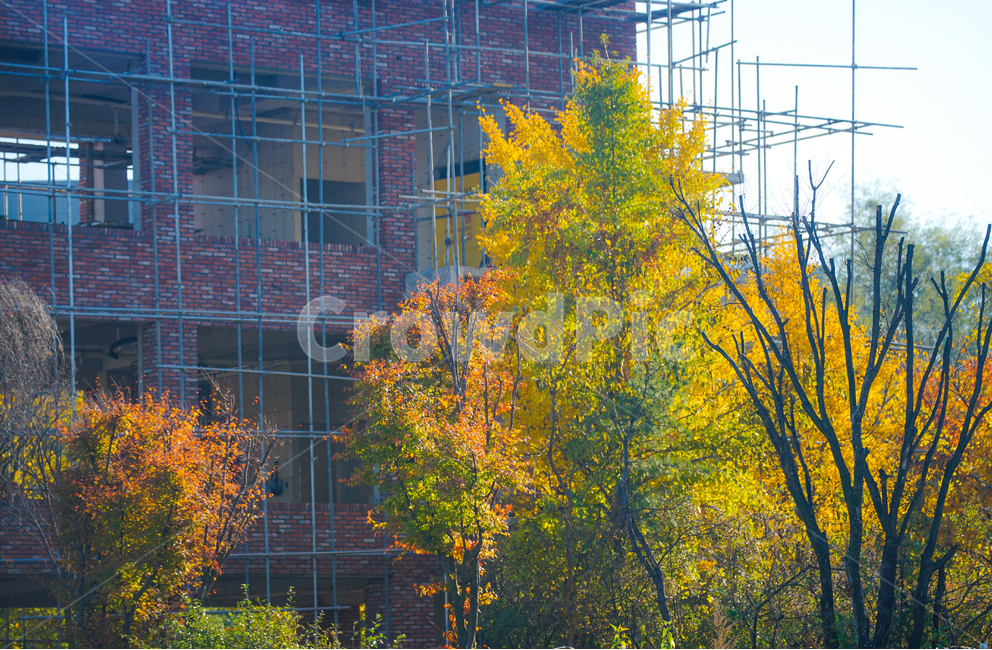 단풍,가을,추색,감성,나무,색감,공원,식물,자연,풍경,가을,계절,fall,autumn,season,식물,자연,plants,nature,나무,trees,wood,산업,industry,industrial,건설업,건축업,construction industry,office building,사무실 건물,building,건물