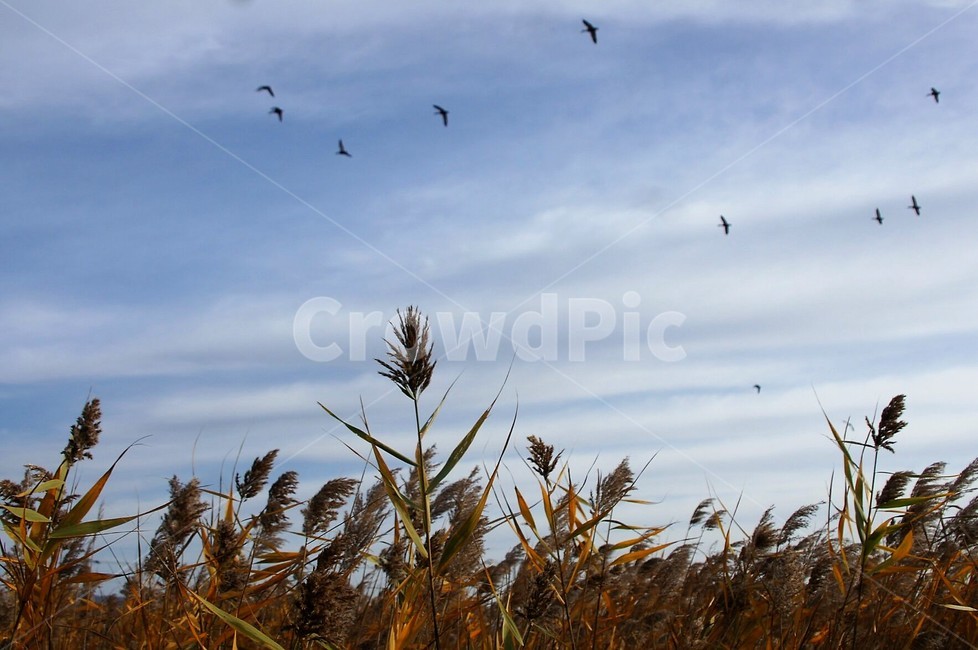 갈대,하늘,가을,구름,새,sky,nature,autumn,season,fall,감성,가을,계절,fall,autumn,season,grass,잔디,plant,식물,bird,animal,동물