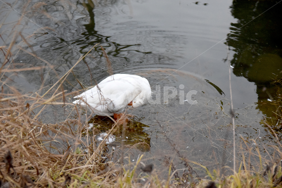 거위,조류,호수,물,오릿과,새,흰거위,goose,lake