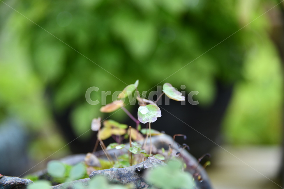 꽃,자연,식물,야생화,nature,flower,감성,feeling,배경,백그라운드