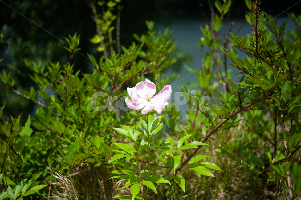 들꽃,꽃,장미,자연,식물,풀,잎,들판,길가,길꽃,꽃잎,flower,조경,원예,화원,화창한,농장,담장,담장풍경,식물,자연,plants,nature,꽃,flower