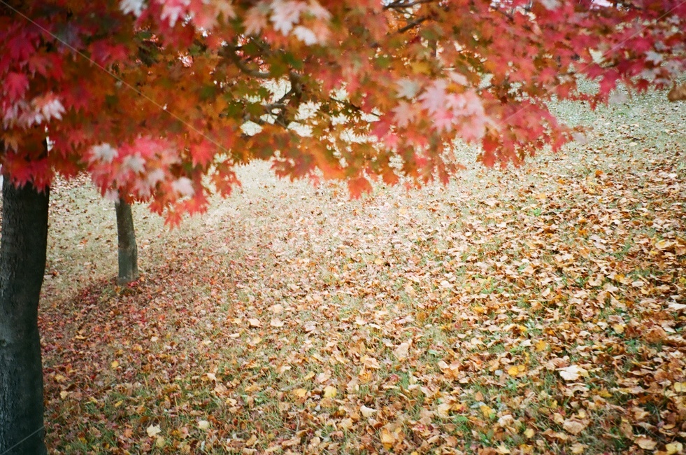 필름카메라,필름사진,가을,낙엽,나무,가을,계절,fall,autumn,season,자연,풍경,nature,landscape,leaf,잎,plant,식물,tree,maple,단풍