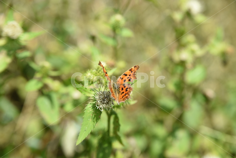 nature,나비,자연,장안산,산,곤충,벌레,insect,bug