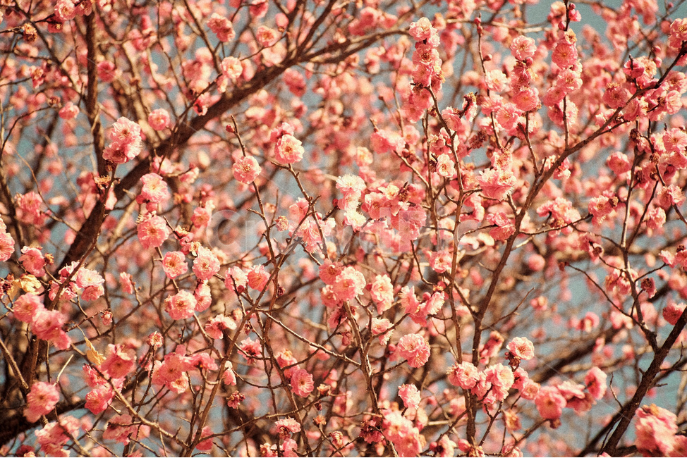 꽃,매화,홍매화,분홍색,하늘,식물,자연,flower,pink,sky,nature,plant,식물,자연,plants,nature,꽃,flower,감성,sensible,feeling,색깔,색상,색채,색감,color sense,color sensitivity,feeling of color