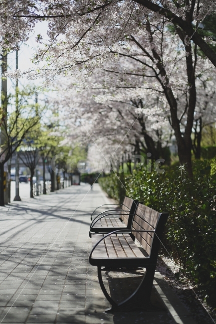 쉼,의자,벚꽃,나무,봄,감성,느낌,쉬어감,밴치,배경,ppt,봄,계절,spring,season,furniture,가구,bench,벤치