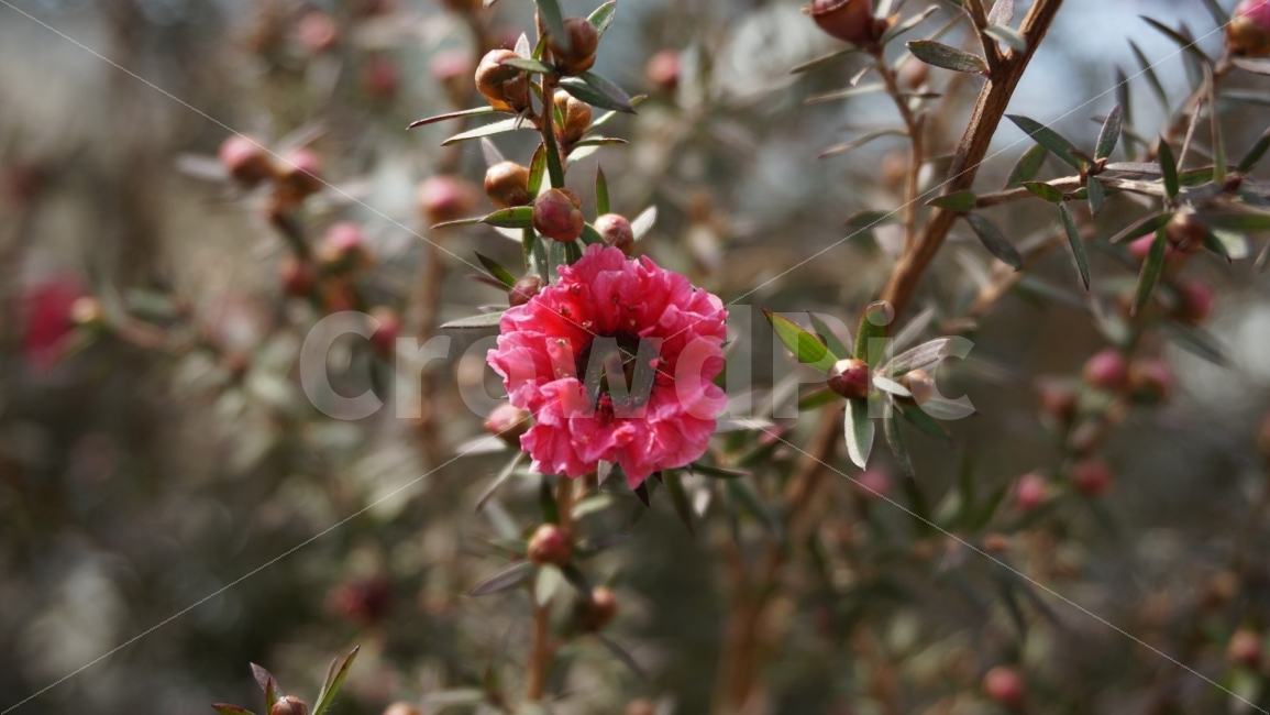 꽃,산,야생화,들꽃,분홍꽃,식물,자연,plants,nature,꽃,flower