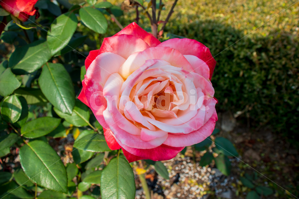 장미,rose,장미꽃,꽃,봄,들장미,야생장미,로즈,식물,자연,여름,꽃잎,잎,만개,만발,야생,들,로맨틱,로맨스,사랑,낭만적인,낭만,아름다움,아름다운,햇빛,햇살,미,공원,야외,정원,뜰,가든,계절,배경,바탕,레드,핑크,화이트,빨강,빨간색,백그라운드,flower,flowers,roses,spring,summer,pink,red,white,wildrose,plant,nature,natural,bloom,blooming,blossom,redrose,romantic,romance,love,garden,petal,beautiful,beauty,green,leaf,leaves,그라데이션,투톤,투톤컬러,컬러,gradation,color,twotone,wild,season,outdoor,outdoors,background