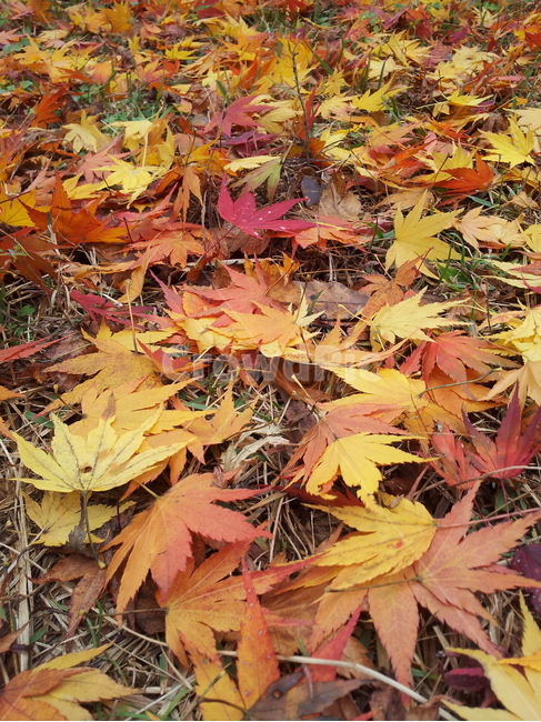 단풍,엽록소,식물,가을,redleaves,가을,계절,fall,autumn,season,식물,자연,plants,nature,leaf,잎,plant,tree,나무,maple