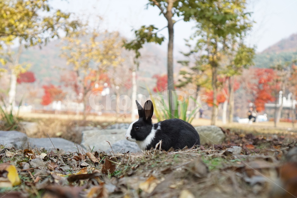 토끼,남이섬,가을,단풍,낙엽,가을,계절,fall,autumn,season,동물,animal,포유류,mammal
