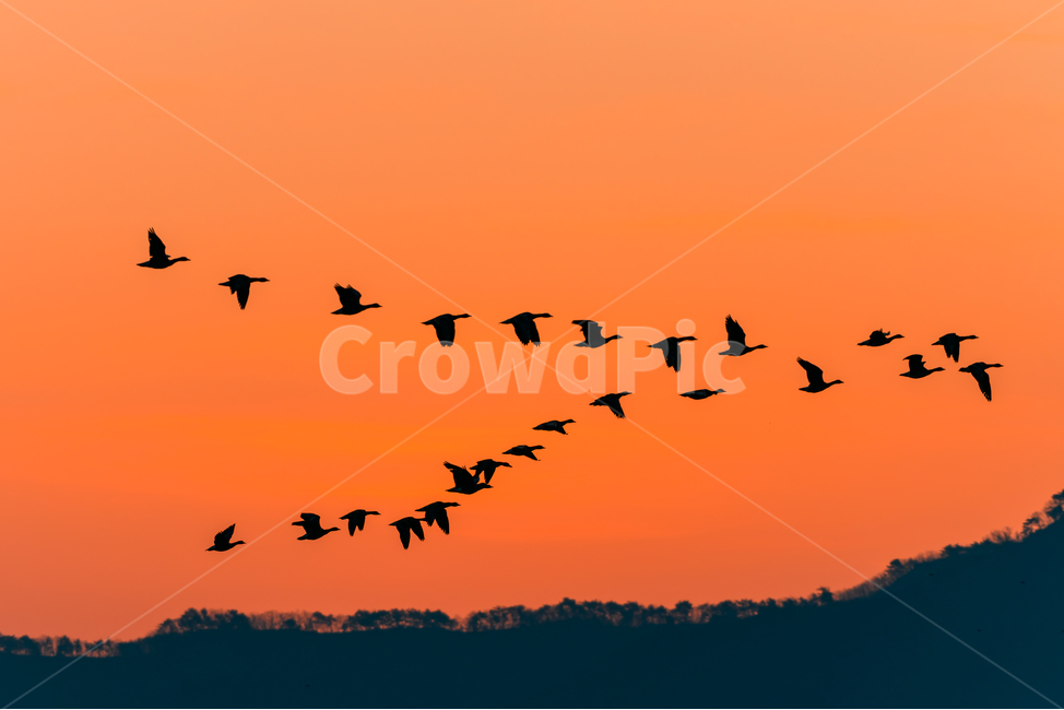 animal,동물,bird,새,wintervisitor,철새,군무,visitor,겨울철새,일출,sunrise,migratorybirds,dawn,twilight,sunlight,rural,landscape,nopeople,nature,sky,fly,동물,animal,조류,새,birds