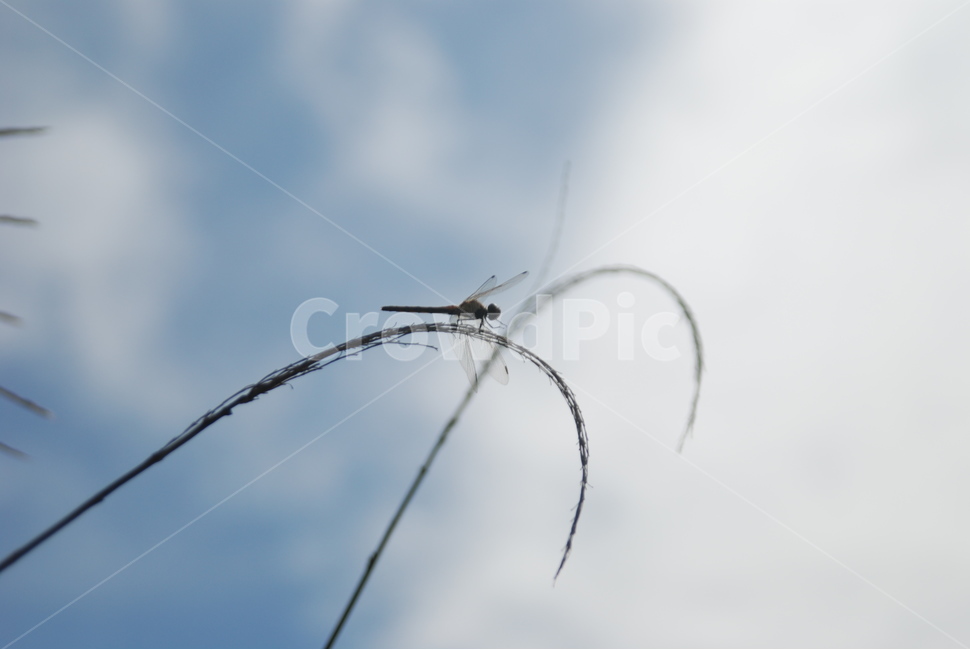 잠자리,가을,하늘,곤충,갈대,곤충,벌레,insect,bug