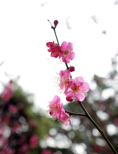 매화,봄꽃,홍매화,flowerx,꽃,봄,계절,spring,season,식물,자연,plants,nature,꽃,flower,plant,blossom