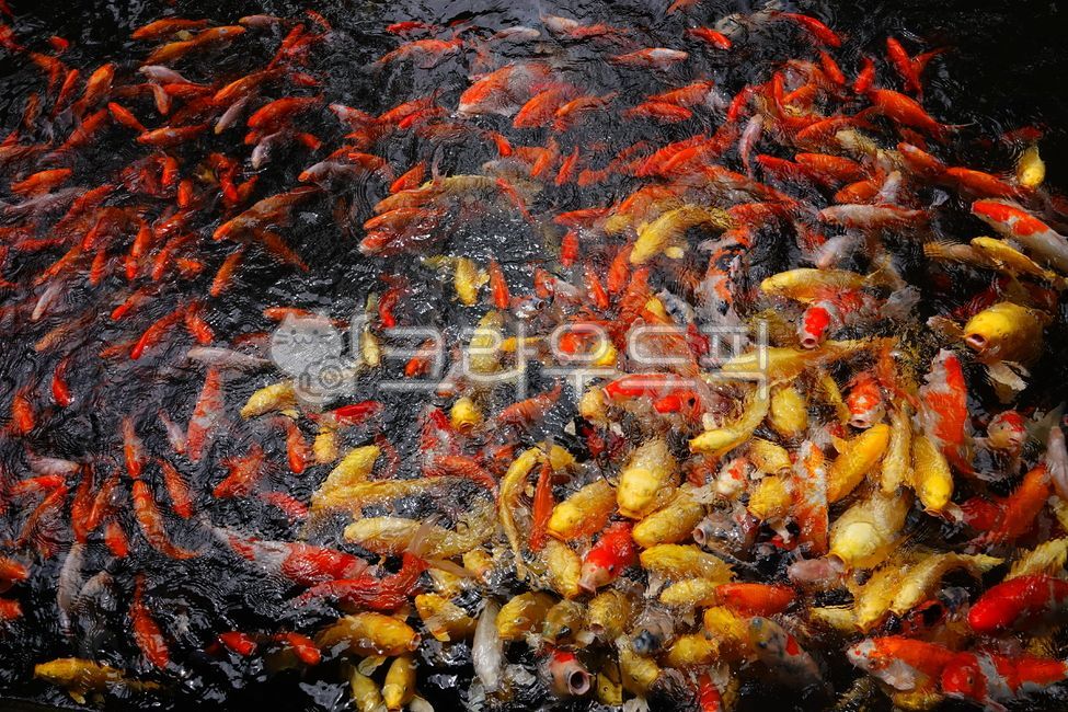 금붕어,물고기,연못,물,무리