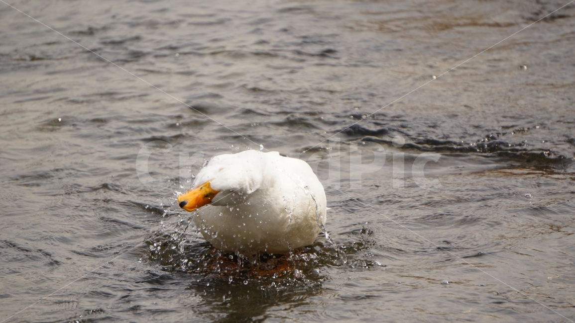 오리,새,동물,duck,bird,animal,동물,animal,조류,새,birds