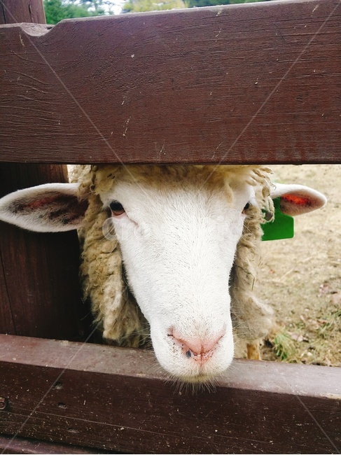 양,양떼목장,울타리,흰털,동물,흰색,동물,animal,포유류,mammal