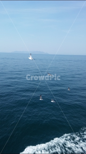 갈매기,바다,하늘,물결,수평선,자연,풍경,nature,landscape,동물,animal,조류,새,birds,leisure activities,레저 활동,adventure,모험