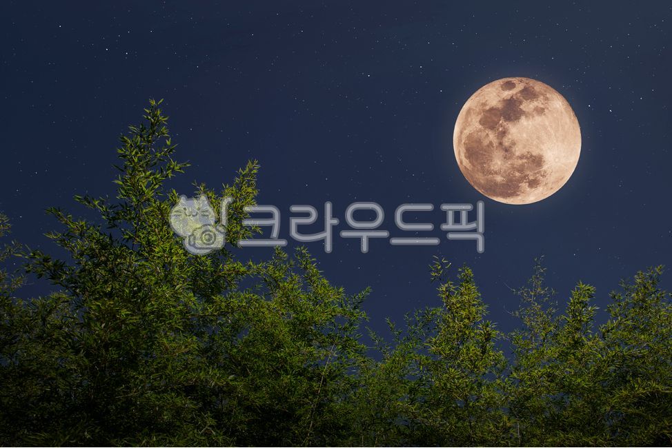 보름달,보름,달,슈퍼문,정월대보름,밤하늘,하늘,밤,야경,대나무,나무,자연,소원,적막,moon,supermoon