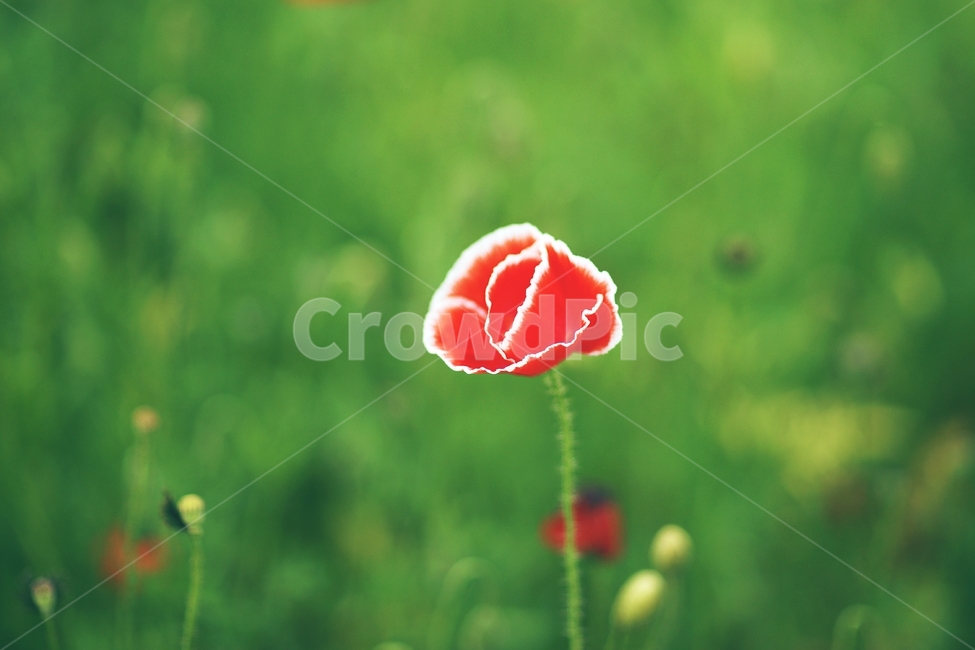 poppy,파피,color,flower,풍경사진,식물,자연,plants,nature,꽃,flower