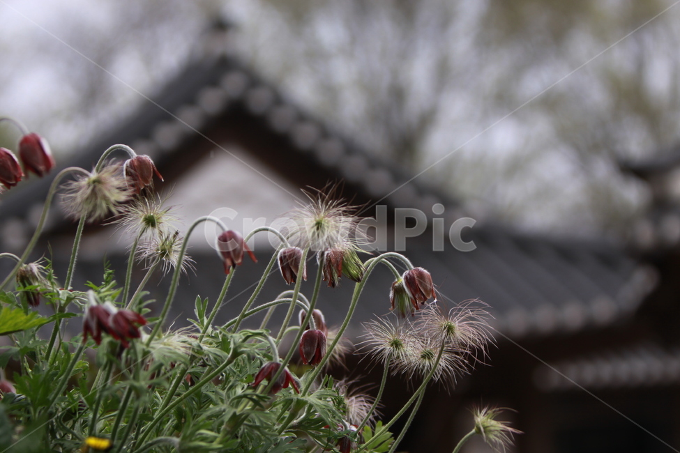 할미꽃,봄,야생화,봄꽃,자연,한국전통,한국문화,korean traditional,korean culture,식물,자연,plants,nature,꽃,flower