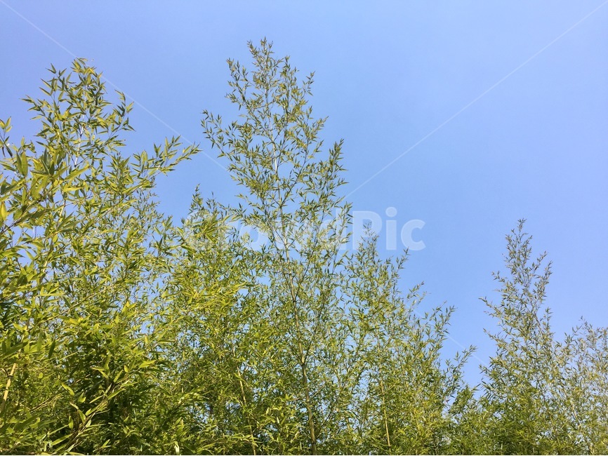 봄,하늘,풍경,나무,spring,식물,자연,plants,nature,나무,trees,wood