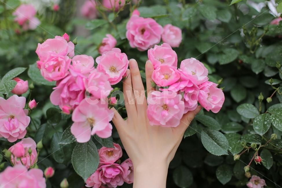 blossom,찔레장미,손,손등,핑크,식물,plant,flower,꽃,정원,야외,인물,신체일부,human,신체,연출,몸,여성,색깔,색체,색상,색감,손가락,아련함,장미,nature,pink,분홍,body,woman,female,colorsense,꽃,flower