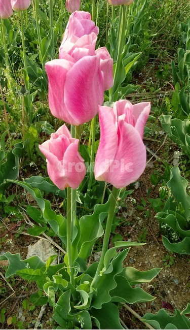 tulip,백합과,구근초,여러해살이화초,꽃,튤립,빨강색,봄,식물,자연,springseasonflower