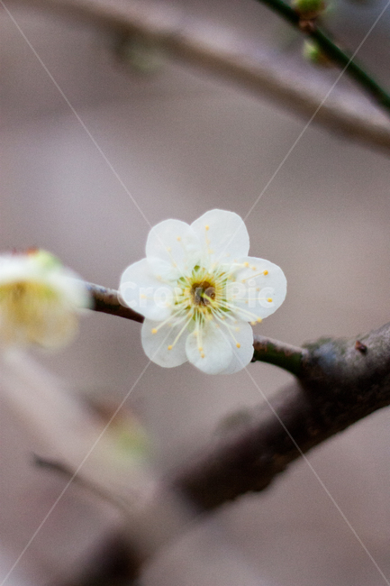 flower bed,nature,plum tree,spring flower bed,white plum blossom,flower,spring flowers,spring,Outfocusing,plants,plant,plum blossom,spring day,park