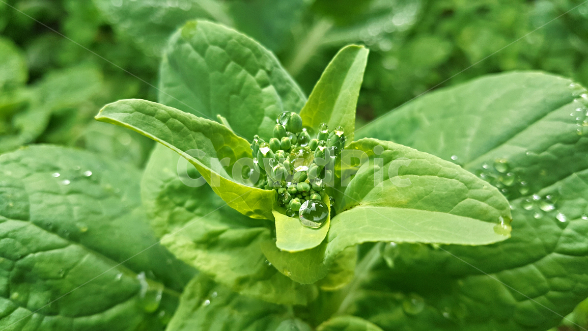 봄동,leaf,잎,plant,식물,빗방울,식물,자연,plants,nature