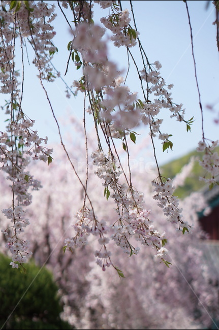 수양벚꽃,봄,핑크,맑음,풍경,봄,계절,spring,season,식물,자연,plants,nature,꽃,flower,plant,blossom,cherry blossom,벚꽃
