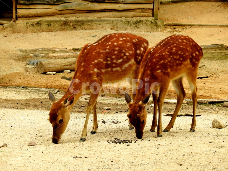 동물,사슴,짐승,animal,deer,동물,animal,포유류,mammal