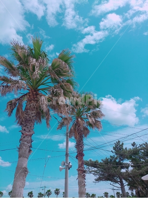 tree,나무,야자수,식물,자연,하늘,arecaceae,plant,palmtree,자연,풍경,nature,landscape,palm tree