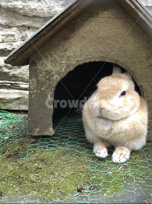 토끼,rabbit,귀여운,cute,동물,animal,털,동물,animal,포유류,mammal