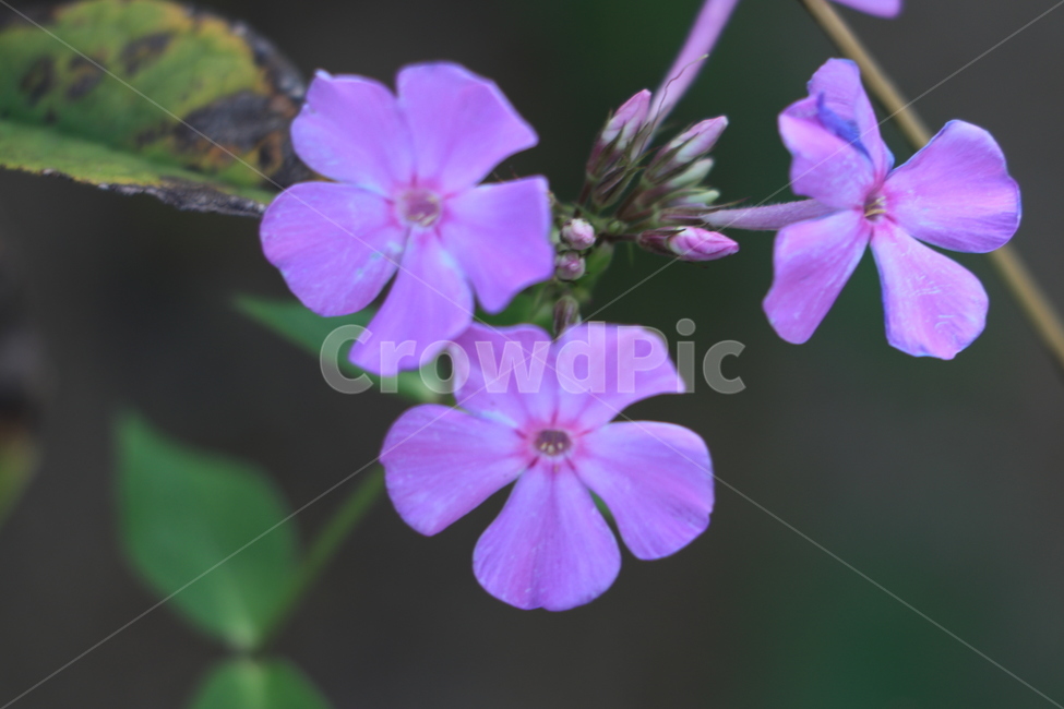 꽃,들꽃,야생화,flower,wildflower,식물,자연,plants,nature,꽃,flower