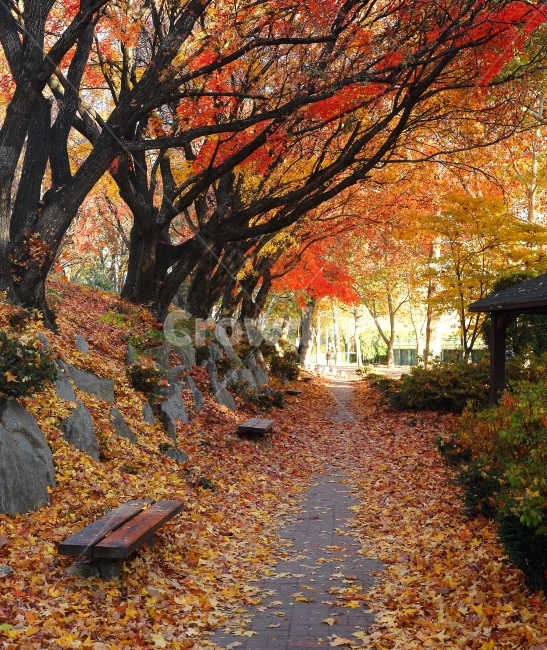 가을,단풍,낙엽,벤치,빨강,노랑,운치,감성,파노라마,가로수,가로수길,햇빛,leaves,yellow,red,fall,autumn,가을,계절,fall,autumn,season,자연,풍경,nature,landscape,plant,식물,leaf,잎,tree,나무,maple