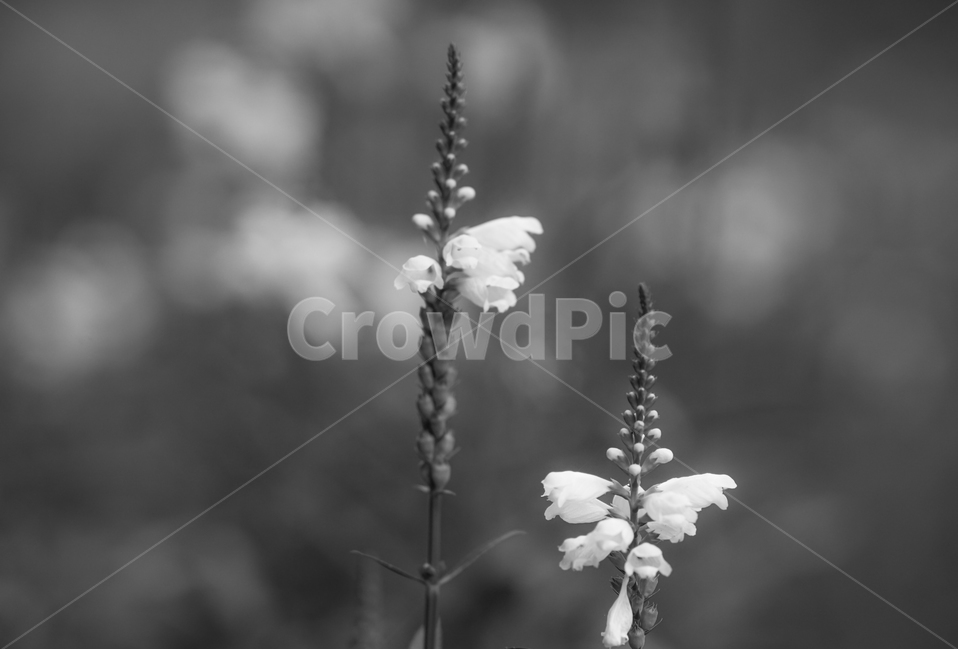 꽃,화초,식물,화단,백색꽃,은방울,방울,부케,식물,자연,plants,nature,꽃,flower,흑백,모노톤,monochrome,black and white