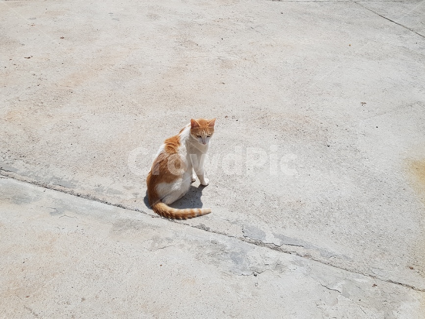 고양이,길고양이,cat,cute,귀여운