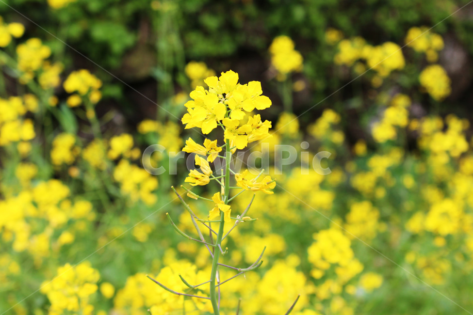 봄,꽃,유채꽃,노랑색,flower,spring,yellow,귀여운