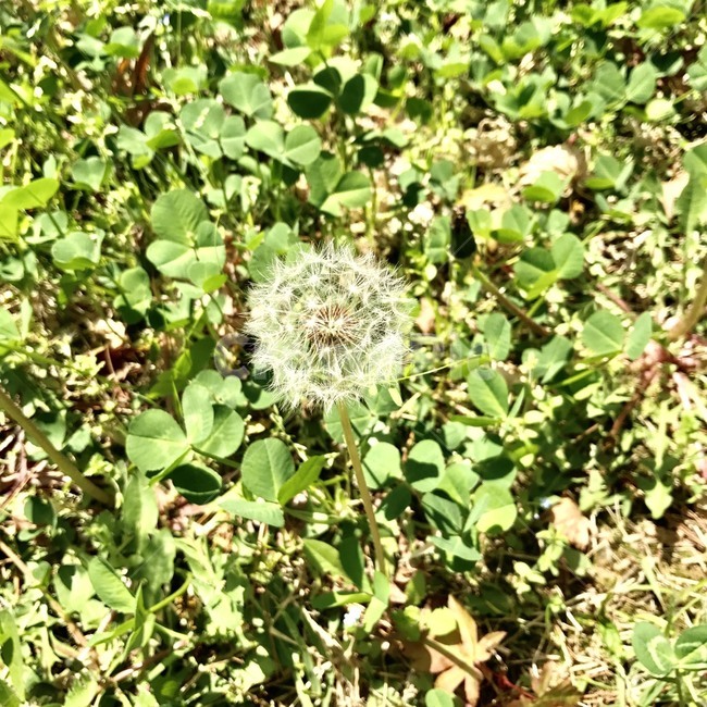 민들레,민들레홀씨,봄,초록,봄날