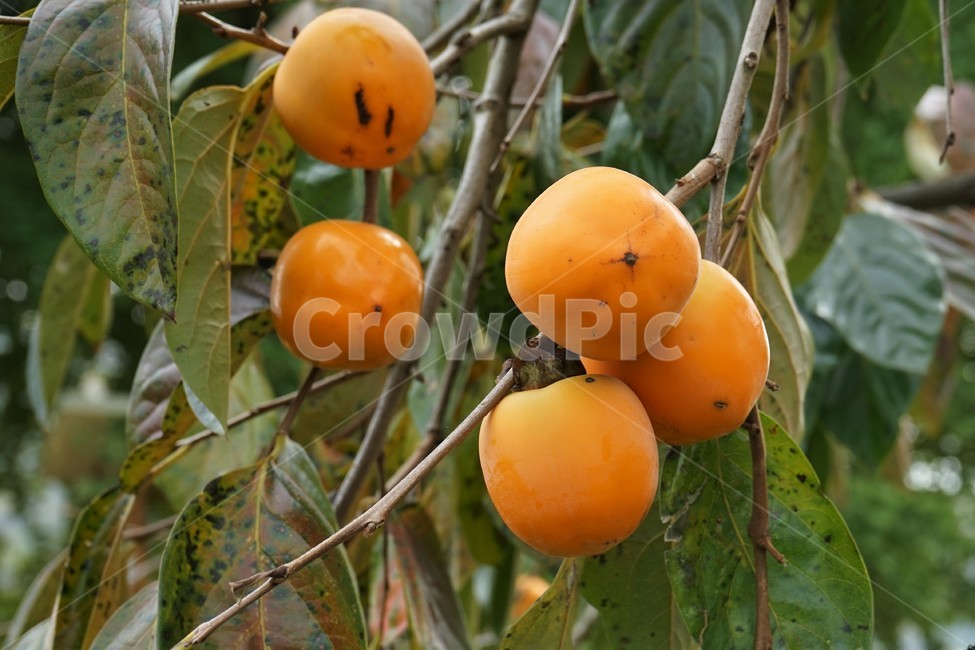 감,가을,나무,계절,노랑,떫은맛,수확,과일,persimmon,season,autumn,yellow,늦가을,식물,자연,plants,nature,나무,trees,wood,과일,열매,fruit
