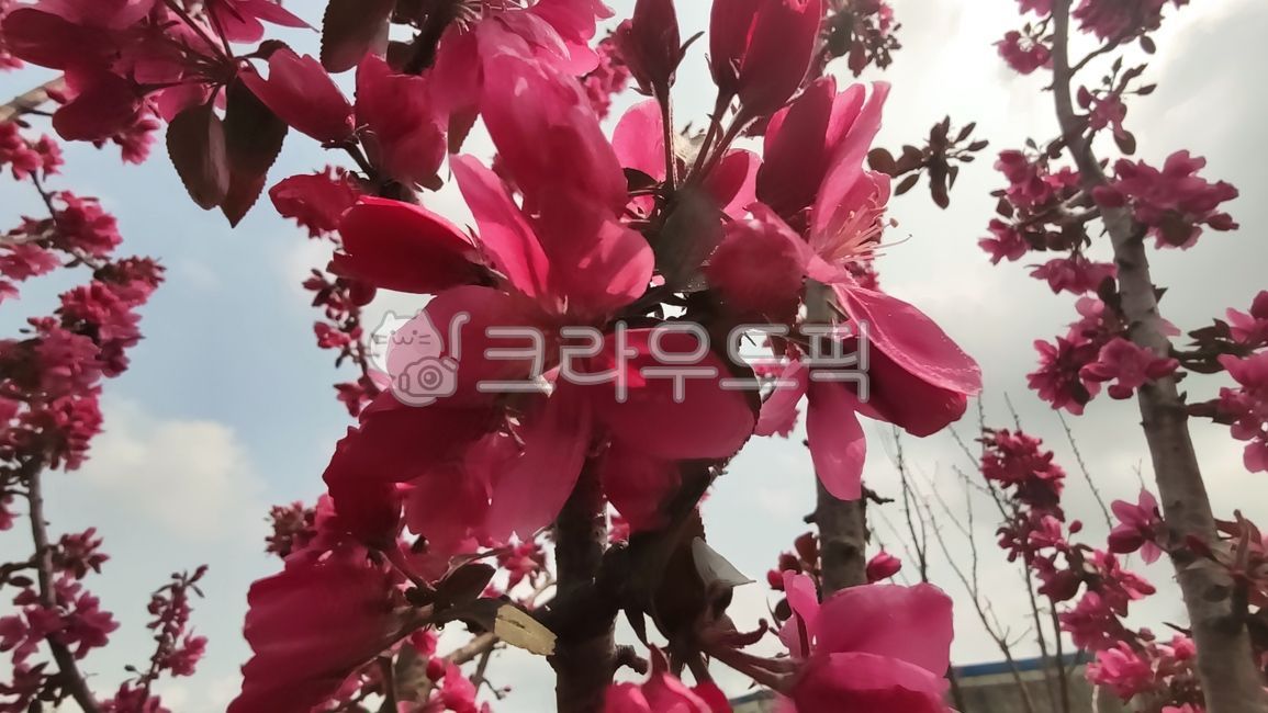 blossom,Cherry Leaf Flower Apple Tree,flower,apple blossom,malusfloribunda,stone apple,petal,plant,flower apple tree,flower apple