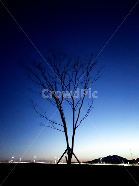 일몰,나무,구름,해,겨울,풍경,겨울,계절,winter,season,자연,풍경,nature,landscape,야경,밤,nightscape,night,식물,plants,나무,trees,wood,실루엣,그림자,silhouette,shadow,outdoors,옥외