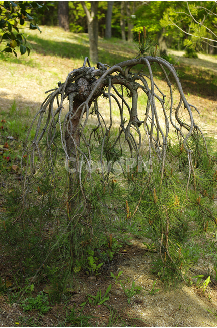 소나무,나뭇가지,식물,plants,nature,초록,수목원,식물,자연,plants,nature,나무,trees,wood