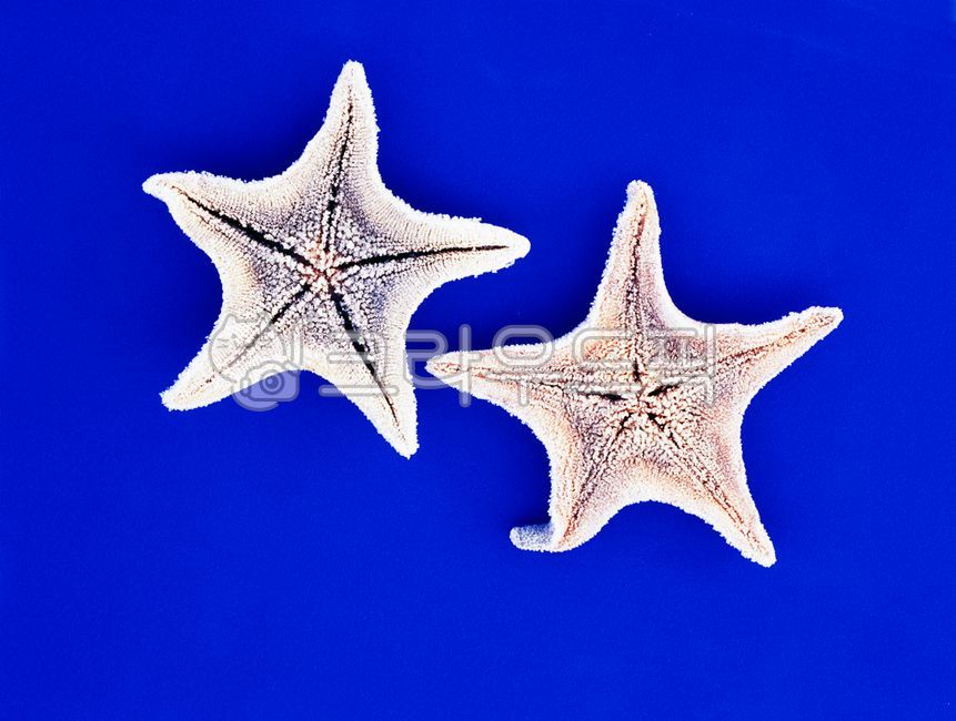 star,echinoderm,pattern,star shape,Frost,starfish,two