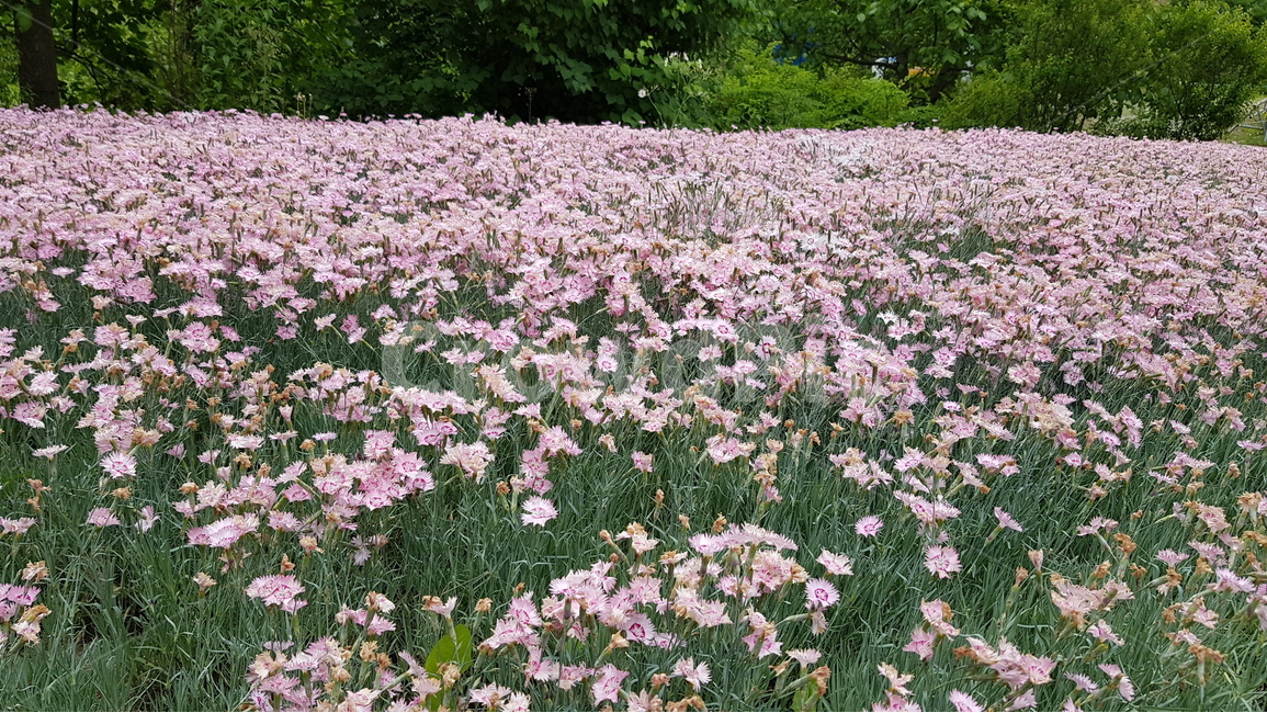 식물,꽃,꽃밭,패랭이꽃,화단,봄,pink,식물,자연,plants,nature,꽃,flower