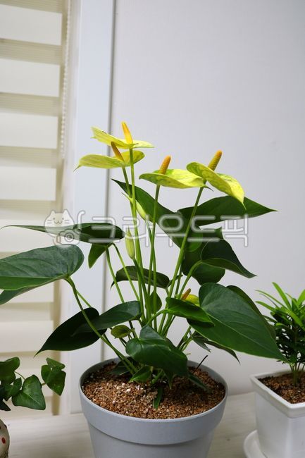 안스리움,꽃,안스리움꽃,안수리움,식물,자연,천남성과,열대식물,관엽식물,공기정화식물,관상용,잎,꽃잎,잎사귀,화분