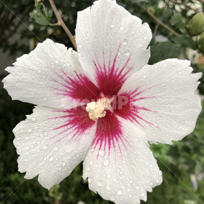꽃,식물,자연,노랑,초록,flower,hana,plants,shokubutsu,nature,yellow,kiiro,green,midori,무궁화,mugunghwa,흰색,빨강,white,shiro,red,aka,비,물,rain,ame,water,mizu,분홍,pink,pinku,식물,자연,plants,nature,꽃,flower