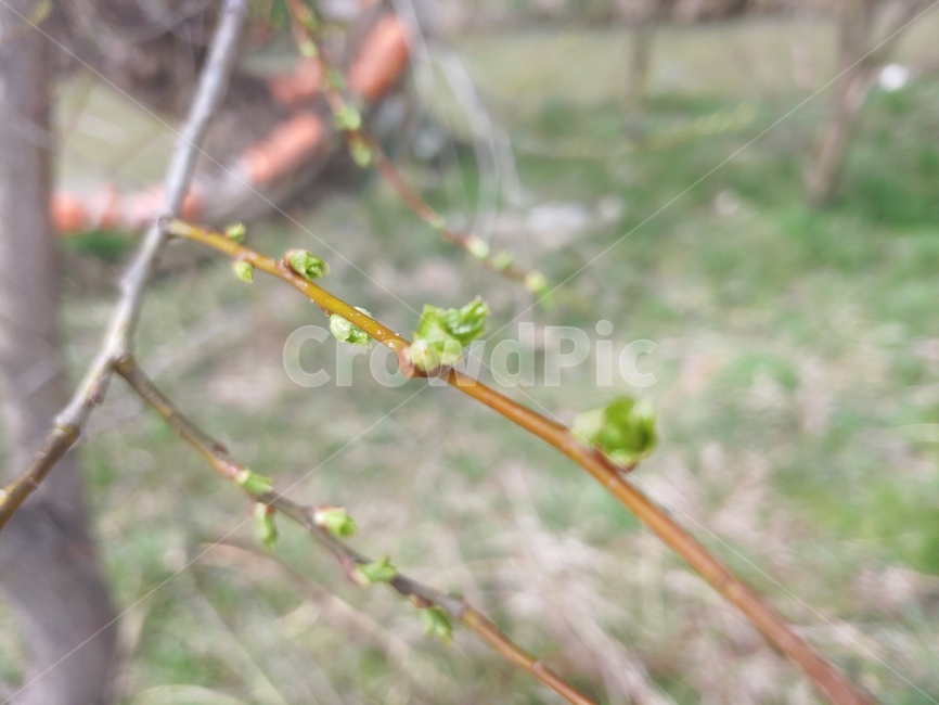 새싹,식물,나무,봄,plant