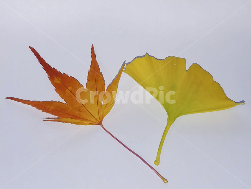 단풍잎,나뭇잎,가을,잎,낙엽,식물,autumn,leaf,leaves,maple,fall,plant,계절,season,가을,계절,fall,autumn,season,식물,자연,plants,nature